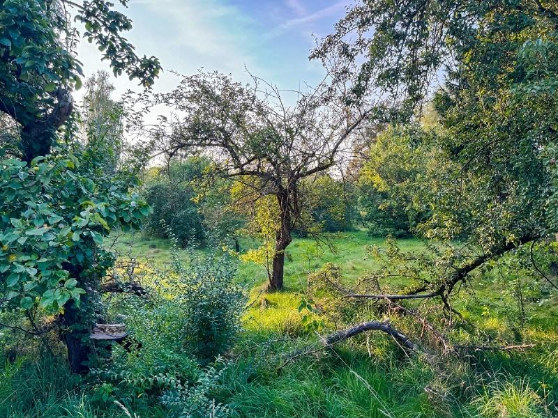 Platz zum Grasen