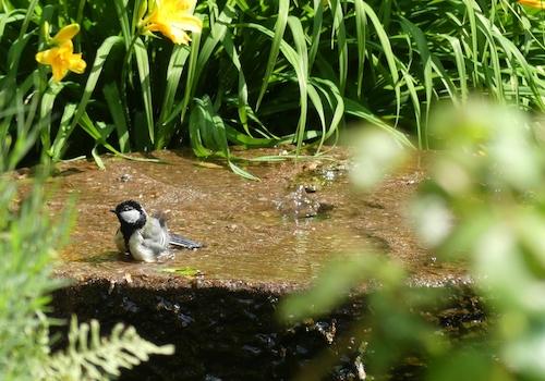 Wasserspiel Gartenteich