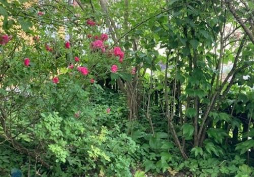 Garten.jpg