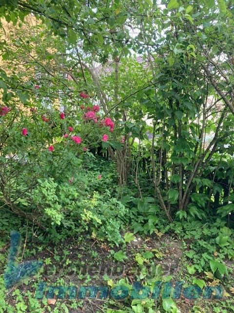 Garten.jpg