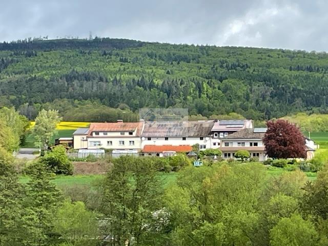 Aufnahme vom Wald