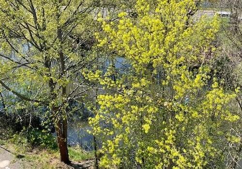 Spreeblick vom Balkon