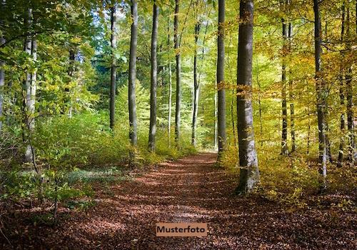 Keine Originalbilder