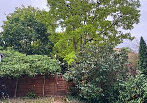Blick in den Garten