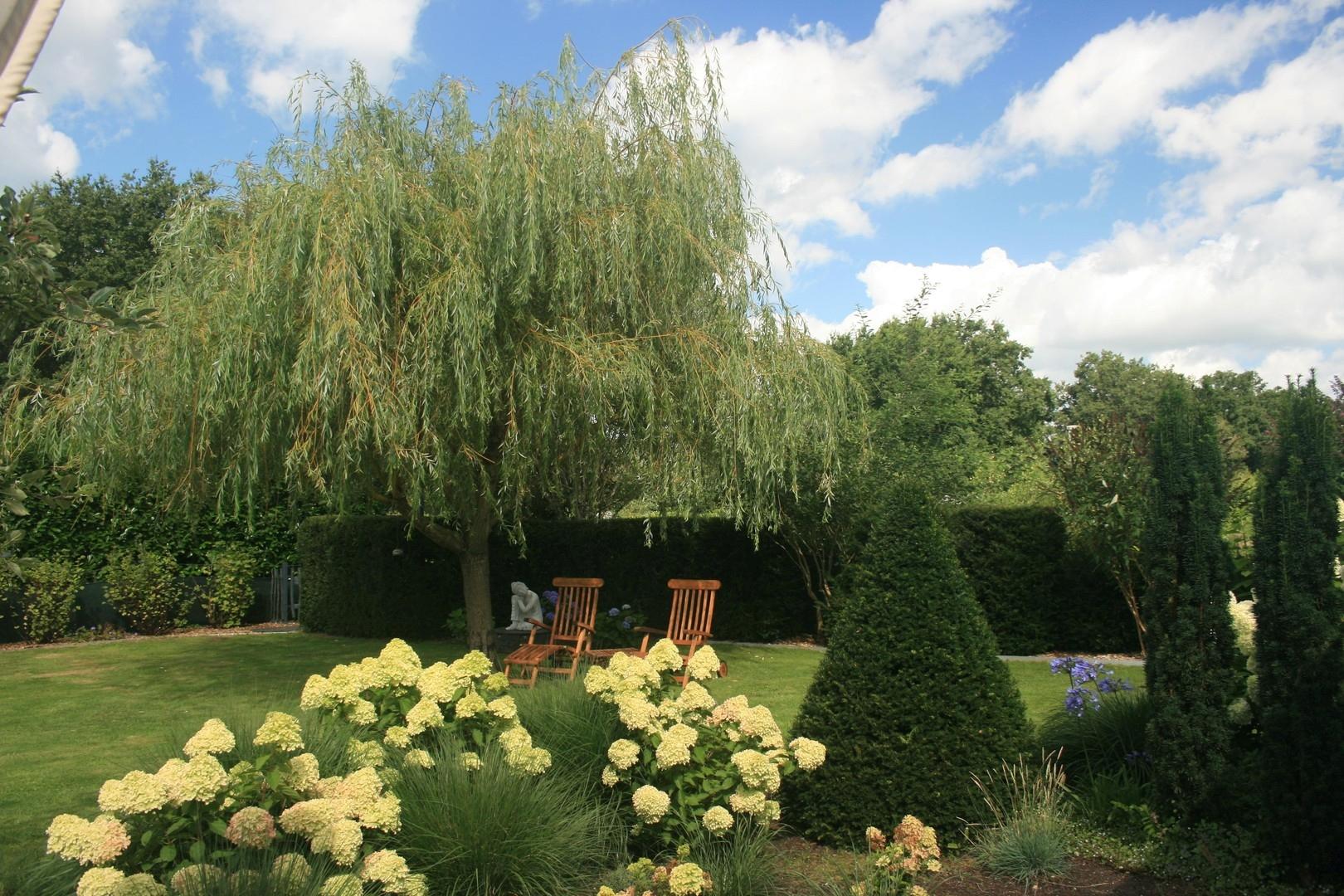 im Schatten des Weidenbaumes