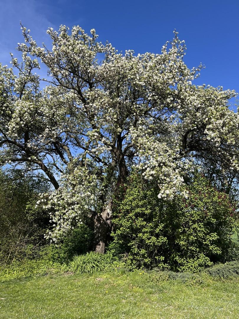 Apfelblüte im Frühling