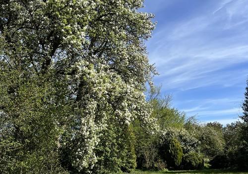 Blick in den Garten
