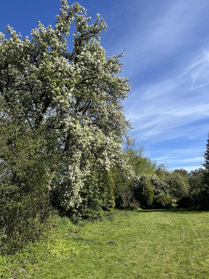 Blick in den Garten