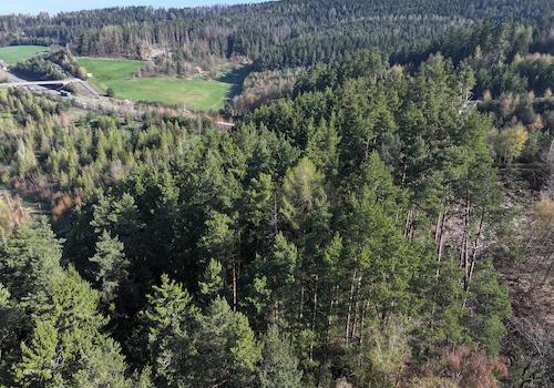 Blick auf die Kronen 