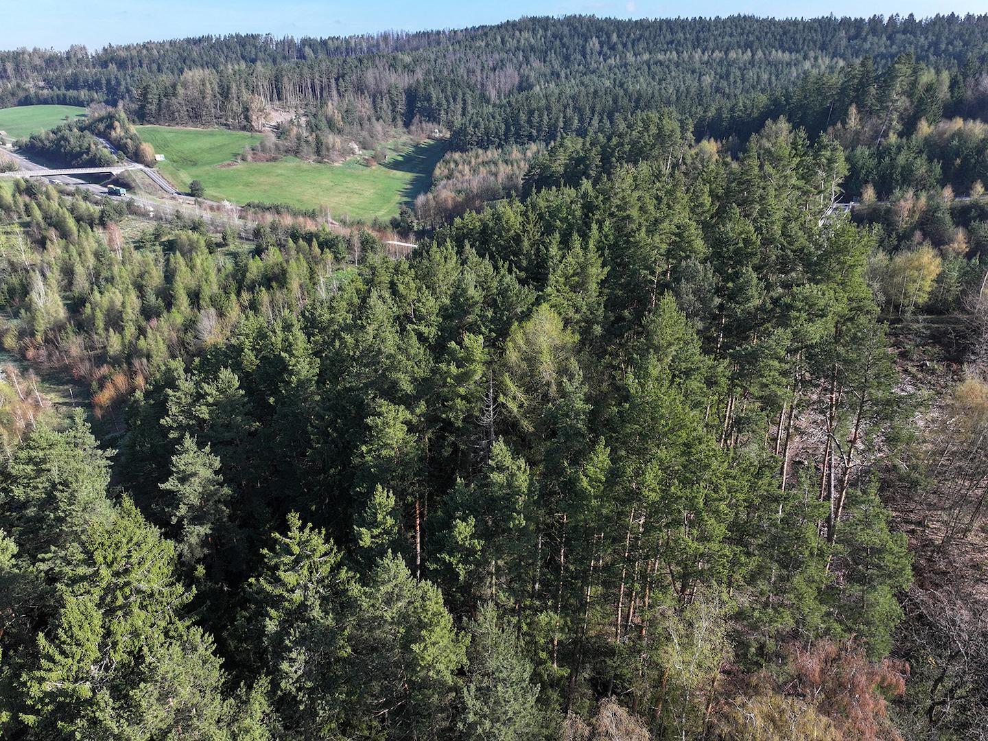 Blick auf die Kronen 