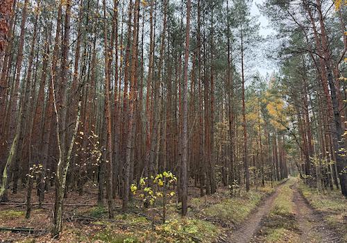 Blick vom Waldweg 