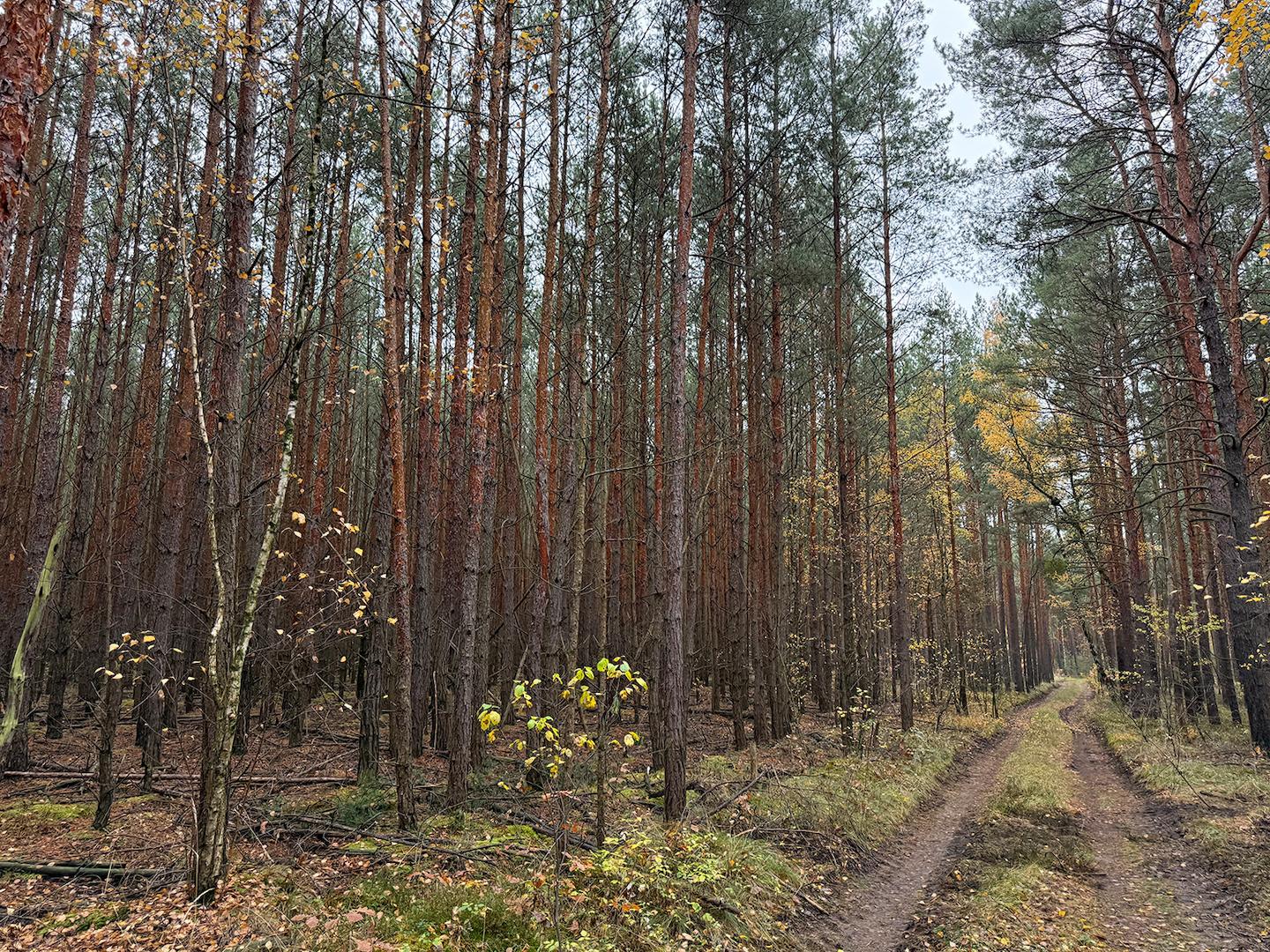 Blick vom Waldweg 
