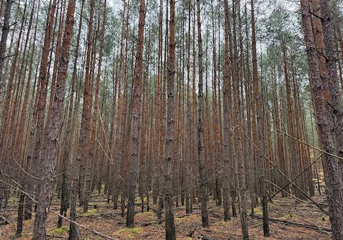 Blick in den Wald + Windbruch 