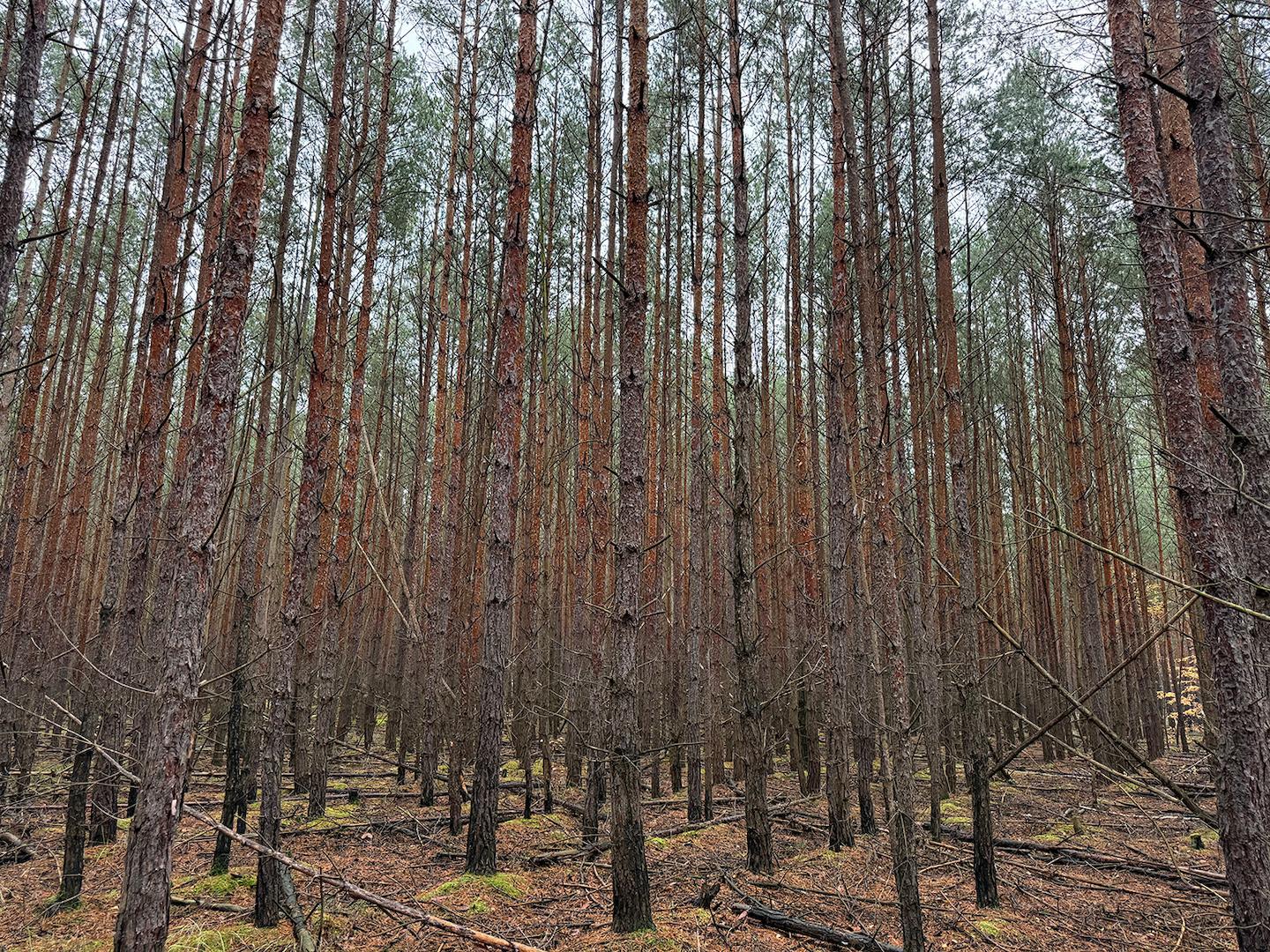 Blick in den Wald + Windbruch 
