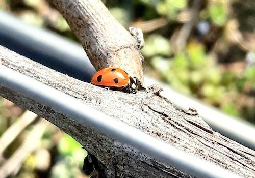 Glücksbringer inklusive