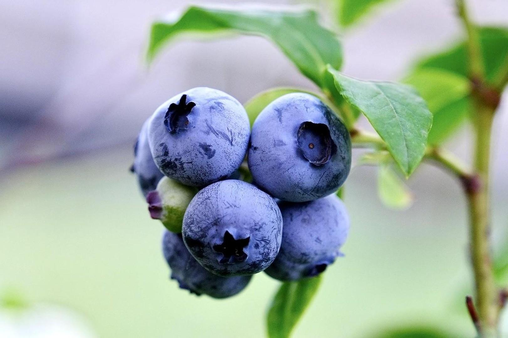 Pflücken am Straßenrand