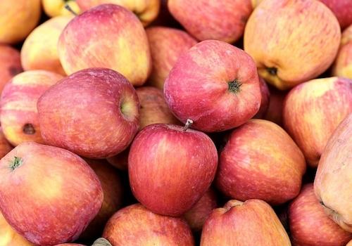 Bitte nur Fallobst!😉