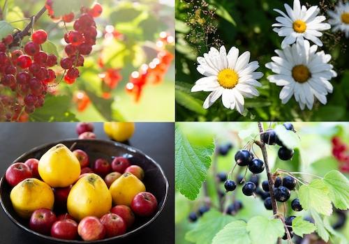… Blumen und vielen Beeren