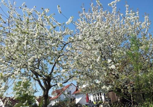 Frühling 