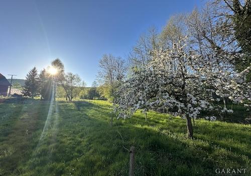 Wiesengrundstück