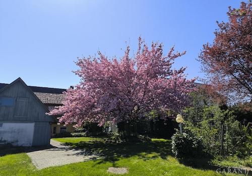 Gartenimpression 3