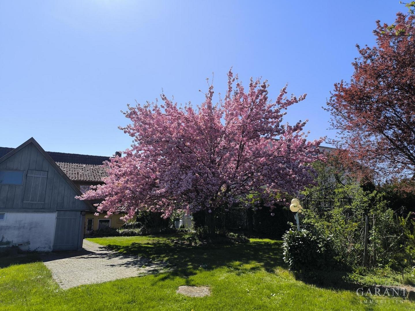 Gartenimpression 3