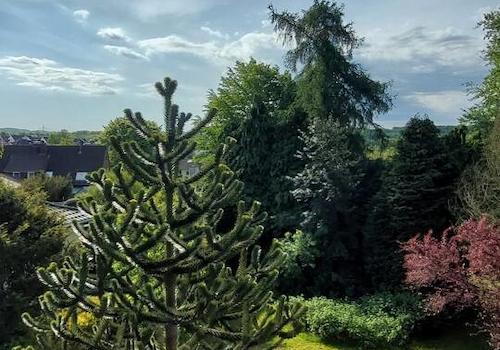 Blick in den Garten