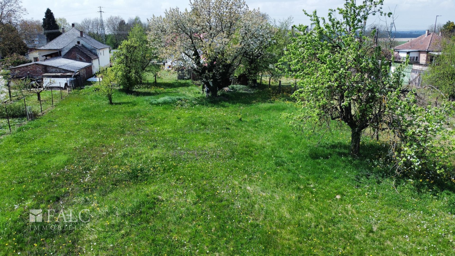 Wiese mit Obstbäumen