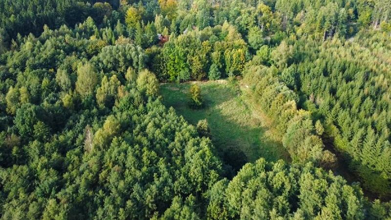 Ihre Wiese im Wald (2)