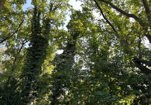 Blick in's Grüne