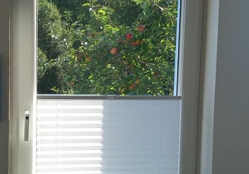 Blick auf den Apfelbaum