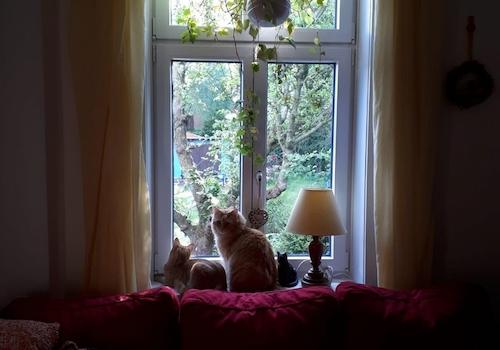 Blick in den Garten