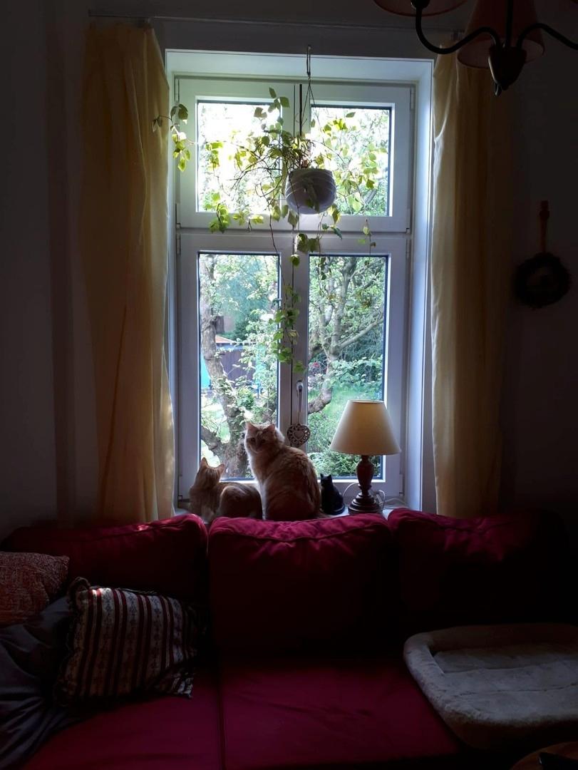 Blick in den Garten