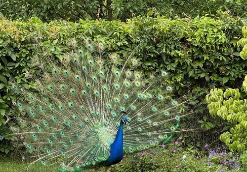 Besuch vom Pfau