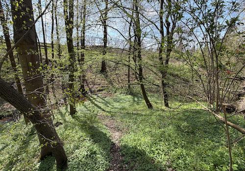 Blick in den Wald 