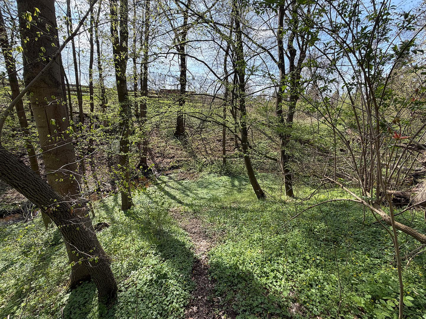 Blick in den Wald 