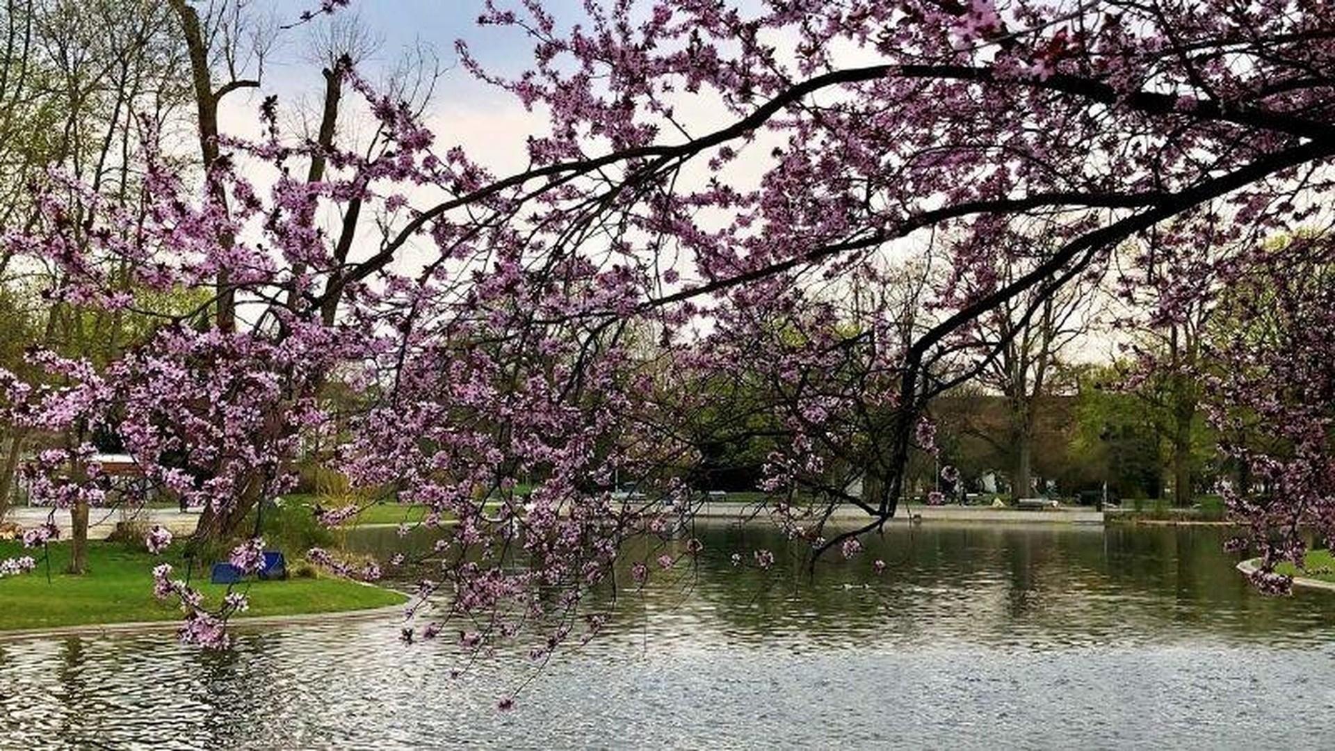 Stadtpark 1
