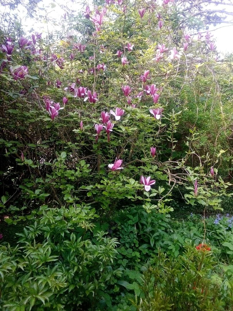 1. Garten