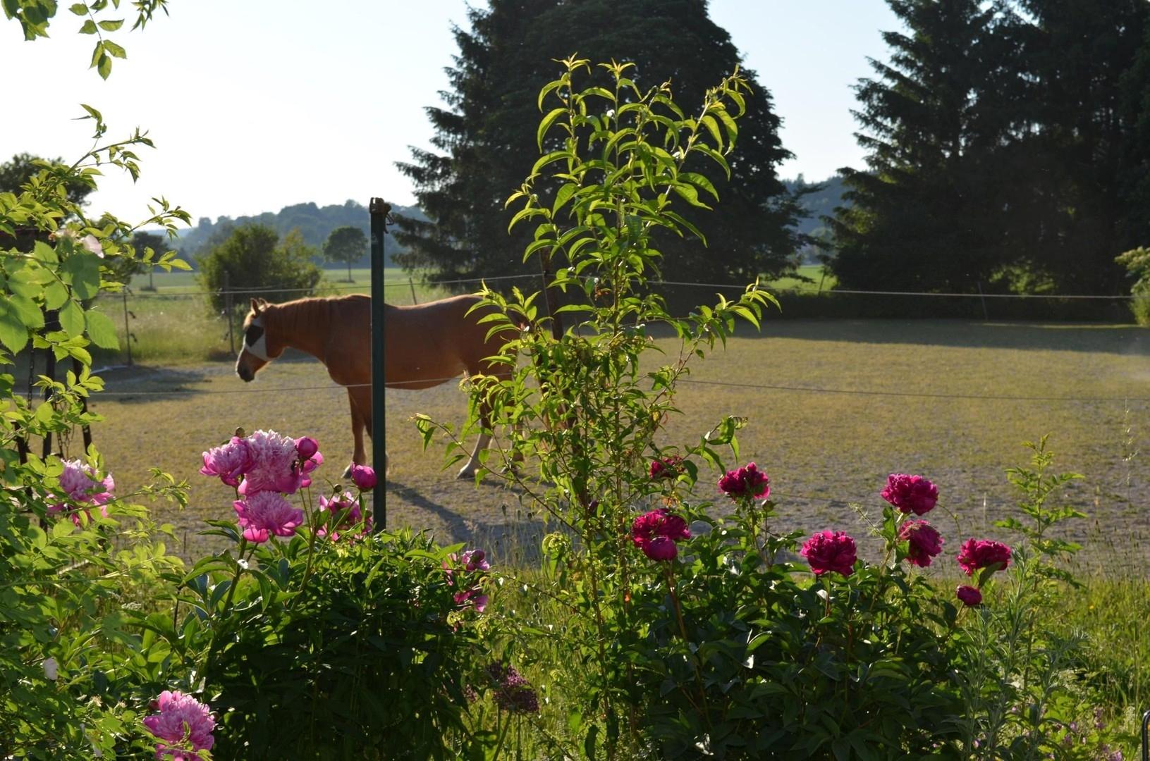Blumen und Pferde