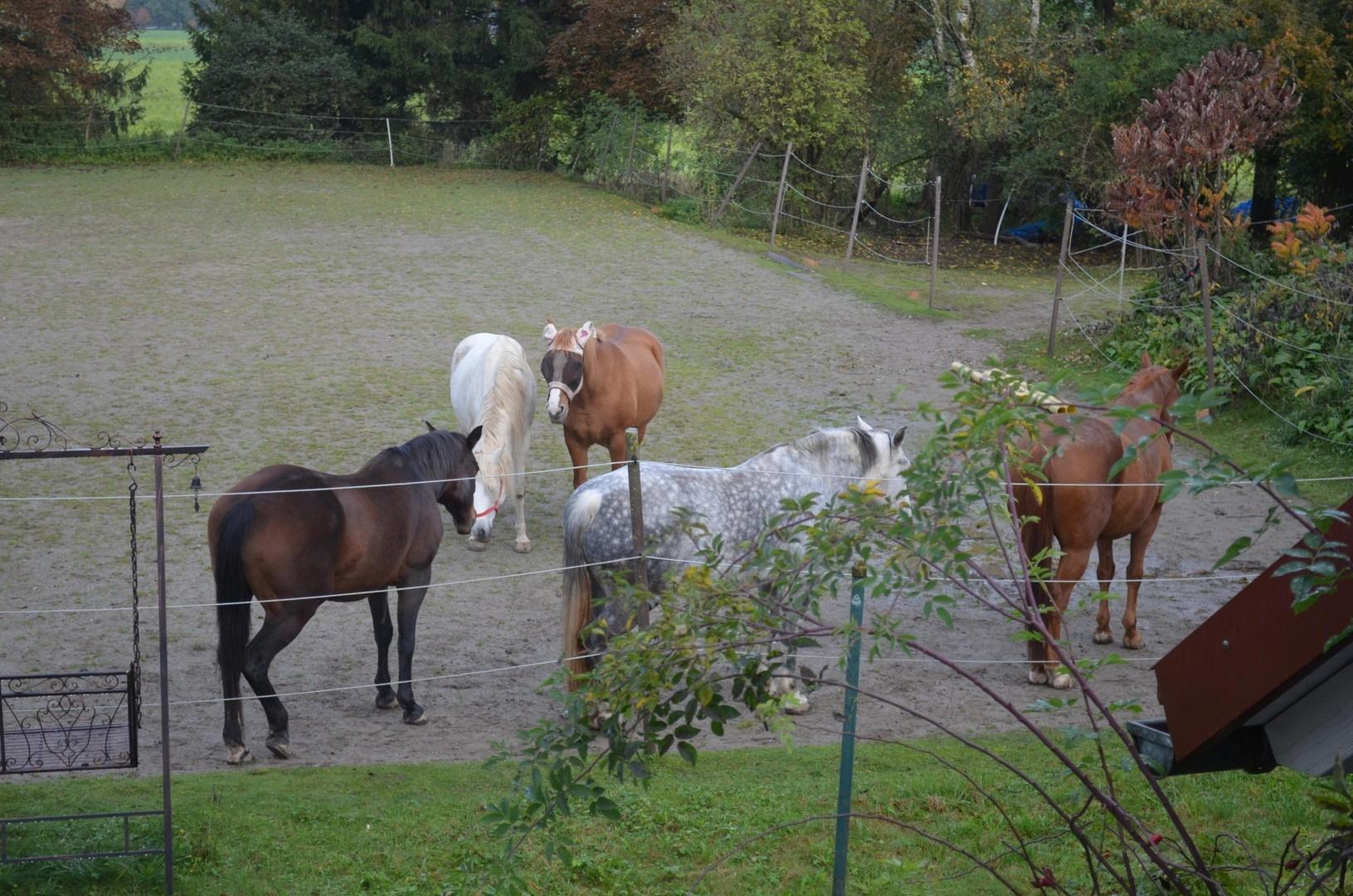 Dösen auf dem Sandplatz