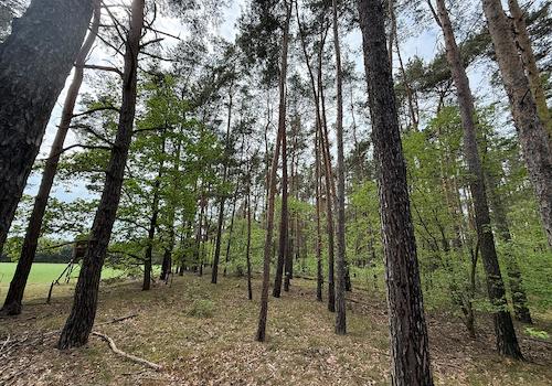 Blick in den Wald 