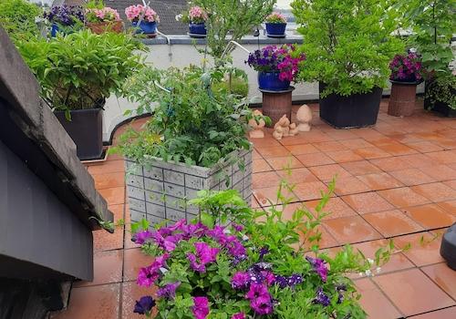 Terrasse -mittig-  blüht