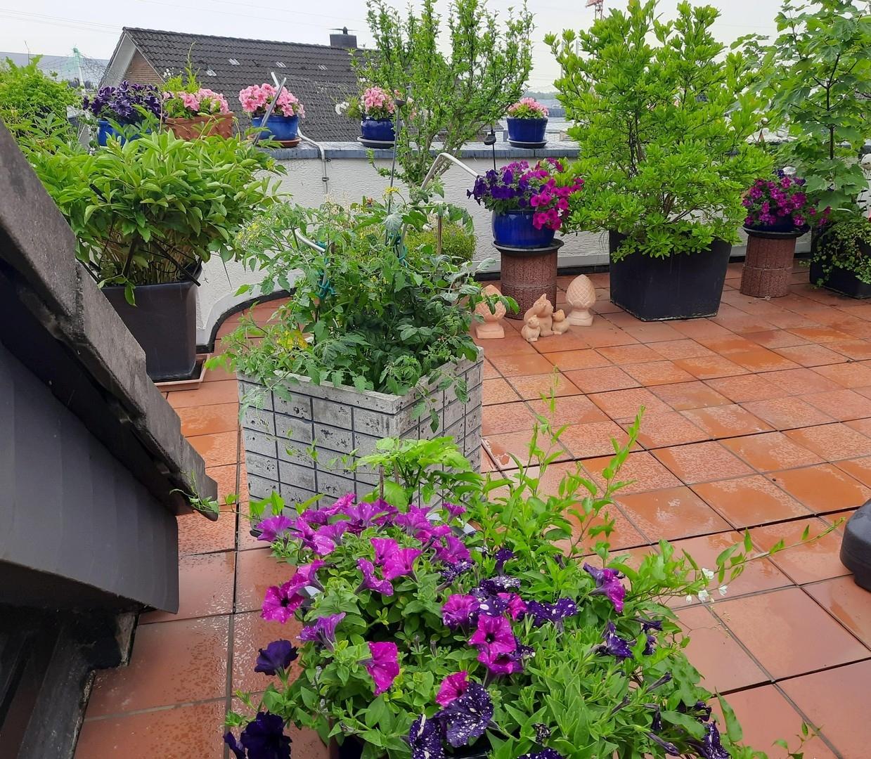 Terrasse -mittig-  blüht