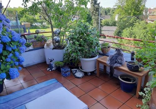Untere Terrasse SZ Bereich 2