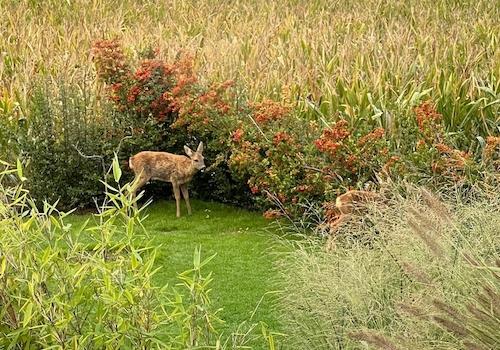 Wildbeobachtungen im eigenen G