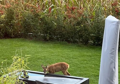 Wildbeobachtungen im eigenen G