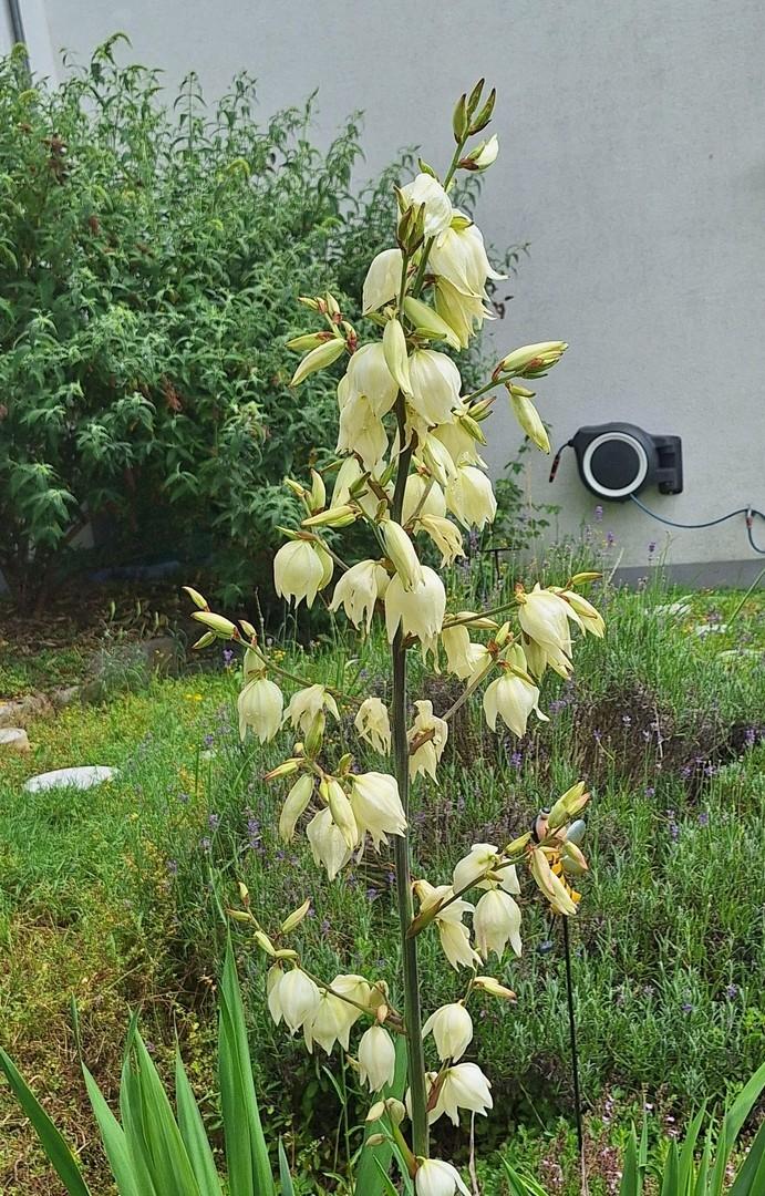 Gartenimpressionen