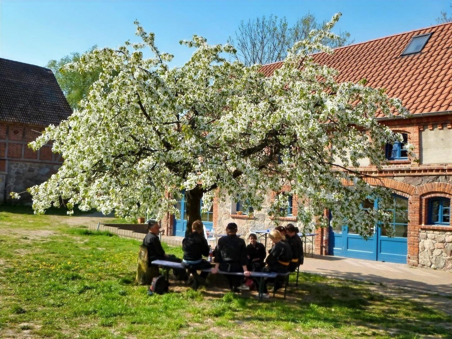 Kirschbaum im Hof