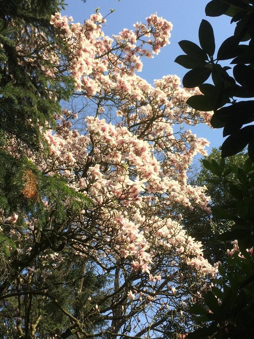 Magnolie im Vorgarten