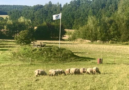 "Feldherrenhügel" mit Schafen